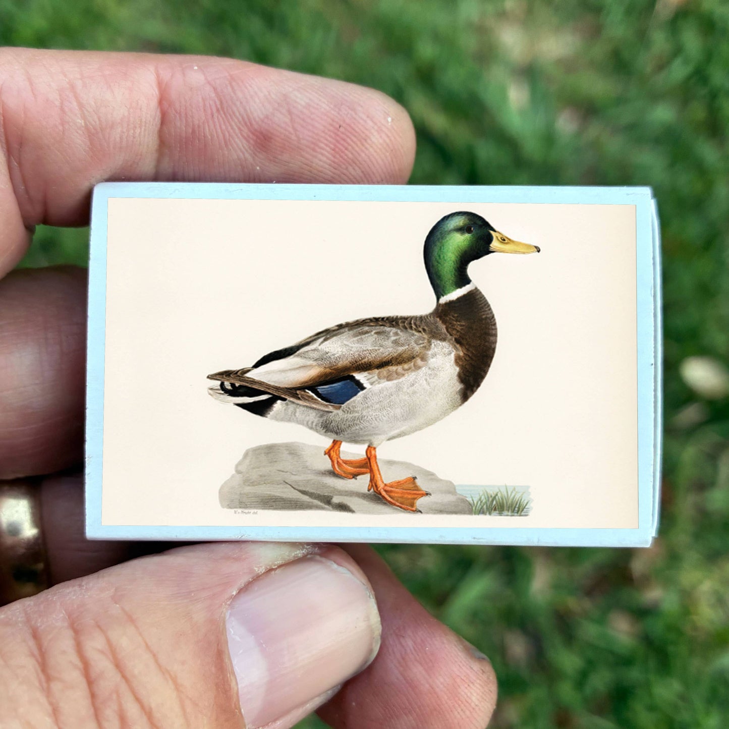 Mallard Duck Matches